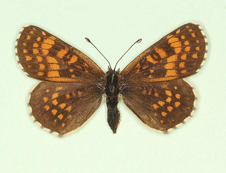 Melitaea athalia male (aberrant form nigromarginata) (Internet Image property of respective owner, non-commercial use only)